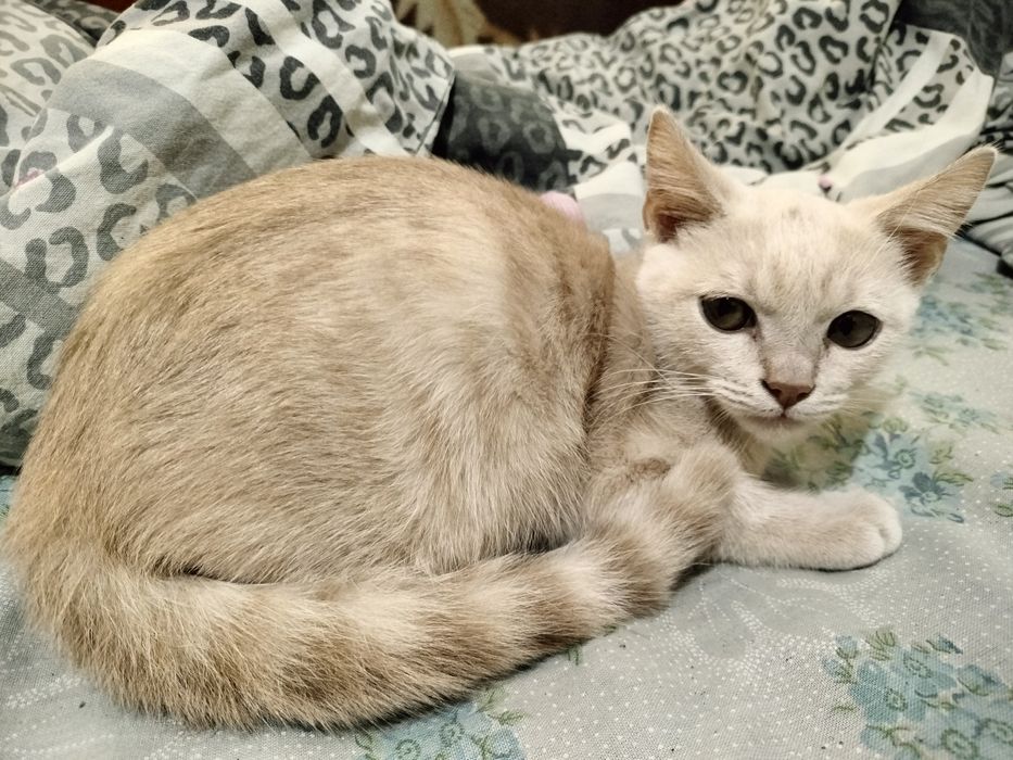 Котёнок в хорошие руки СРОЧНО