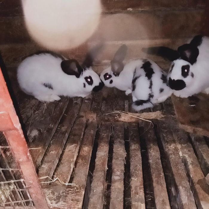 Продам кролі порід шиншила ,сірий велетень ,німецький строкач. В наявн