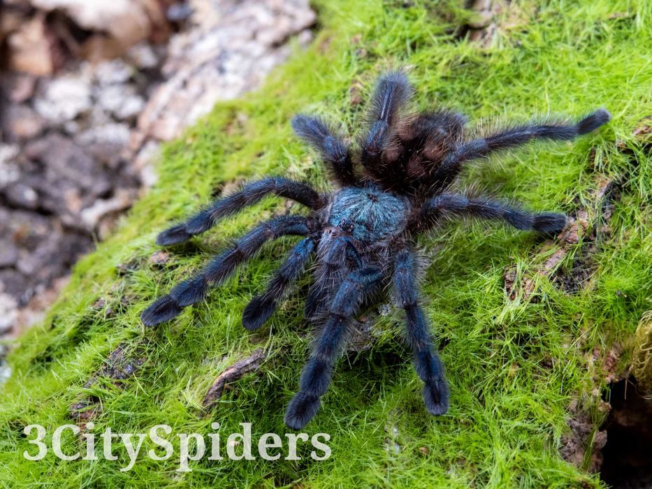 Caribena versicolor samica 3DC (3CitySpiders)