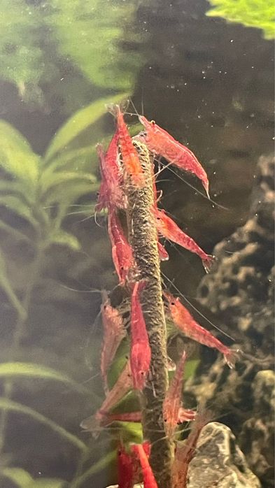 Camarões Neocaridina Red Cherry