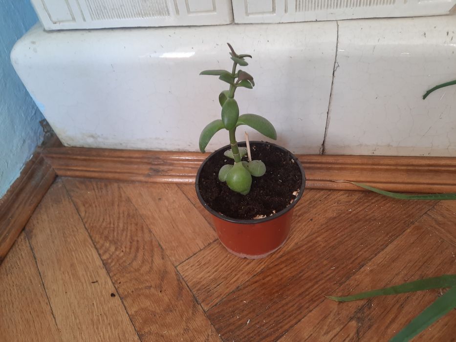 Вазон толстянка,грошове дерево .
Дивіться також інші мої оголошення.
Є