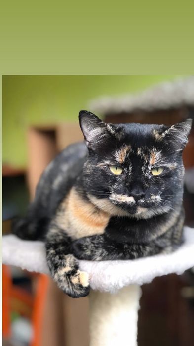 Отдам кошку черепахового окраса, 1 год, стерилизована, привита