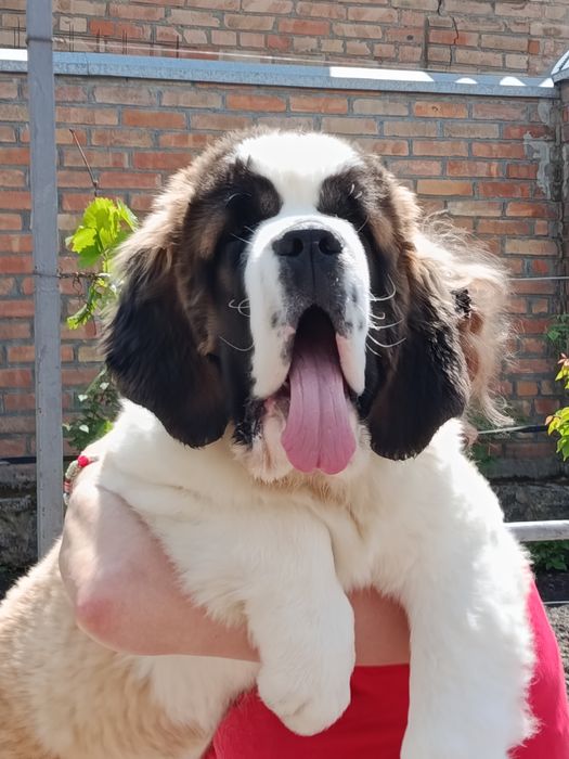 Щенки сенбернара