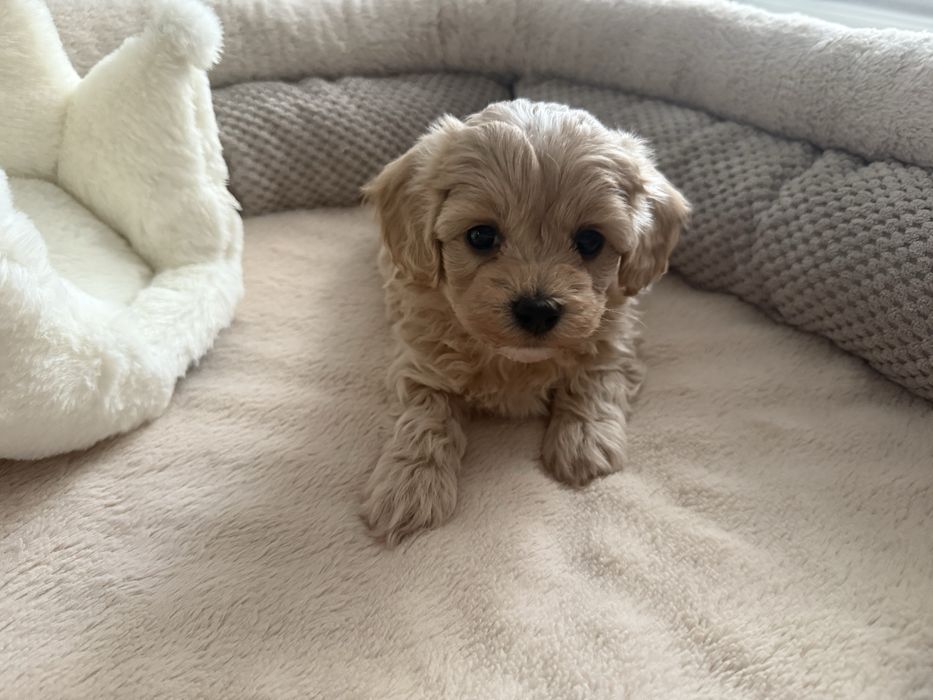 Maltipoo piesek miniaturka z rodowodem