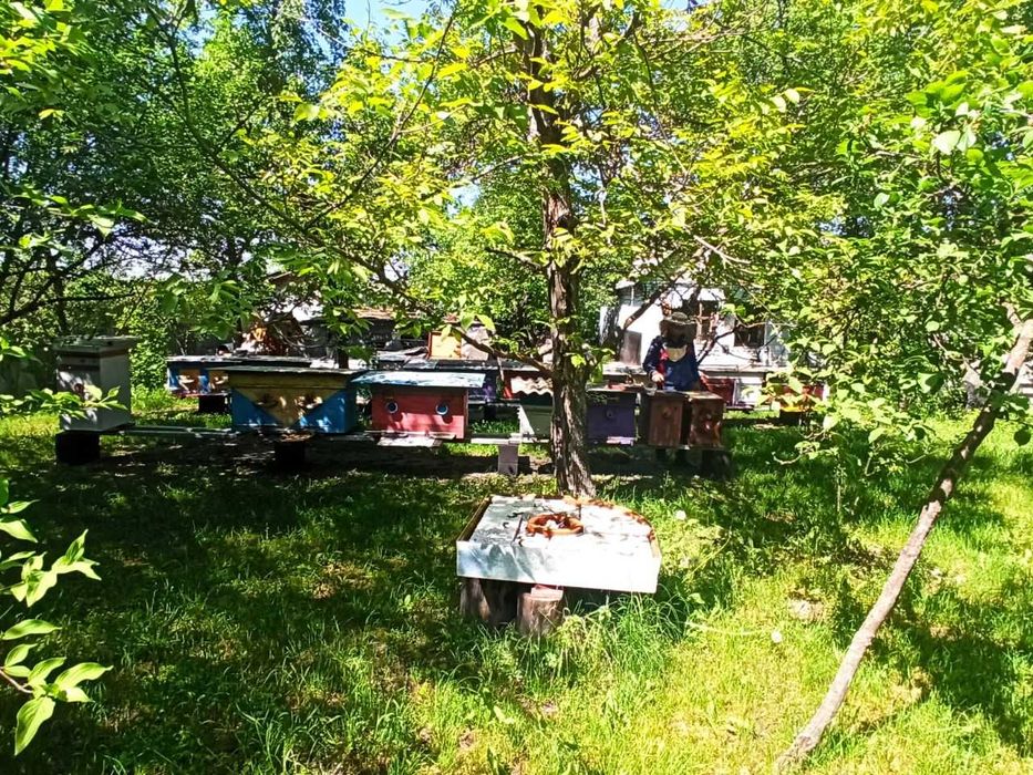 Продаю отводки, бджолопакети, рамки, сiм'ї з вуликами, матки