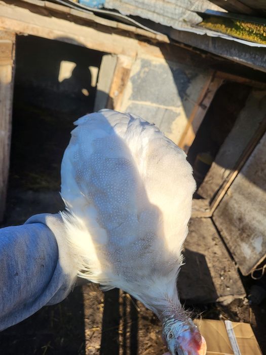 Perliczki ciekawe kolory