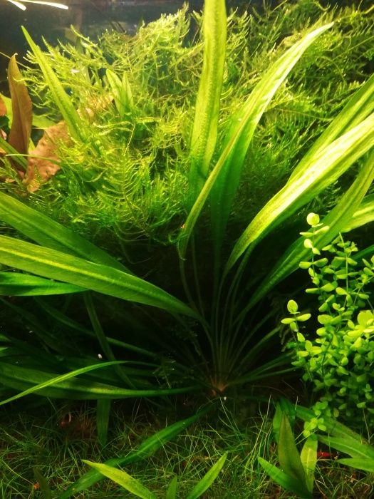 Sagittaria subulata roślina akwariowa