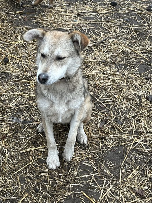 В добрі руки