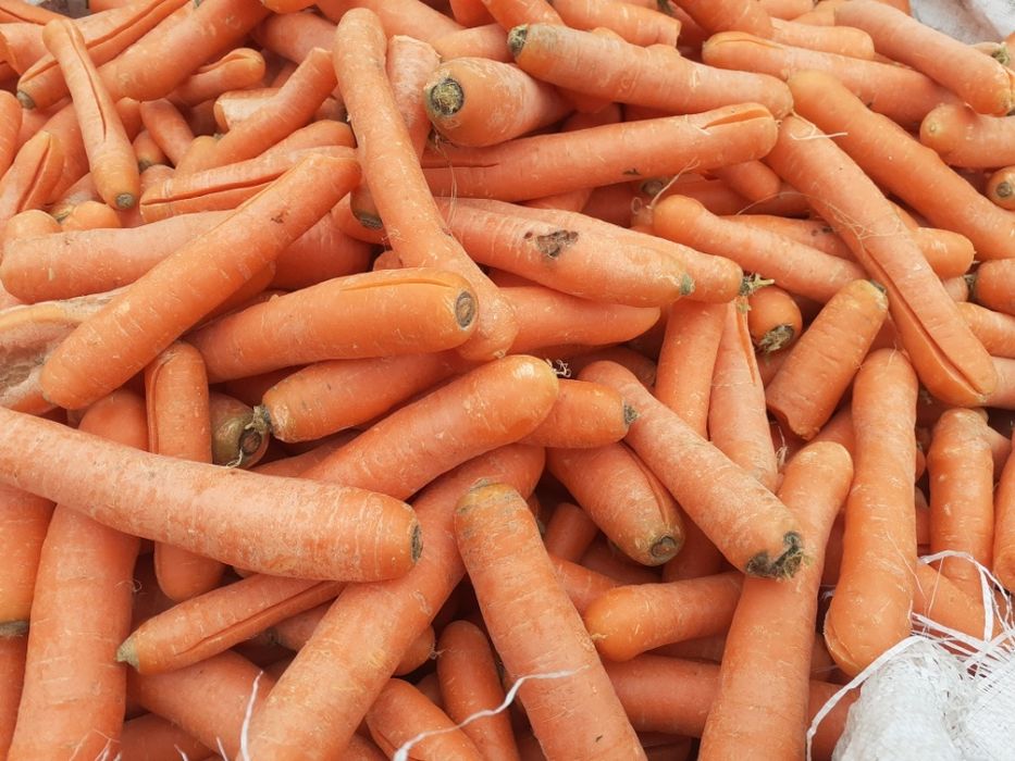 Ziemniaki paszowe , buraczki paszowe ,marchew