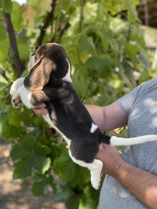 Цуценята Бігля з документами
