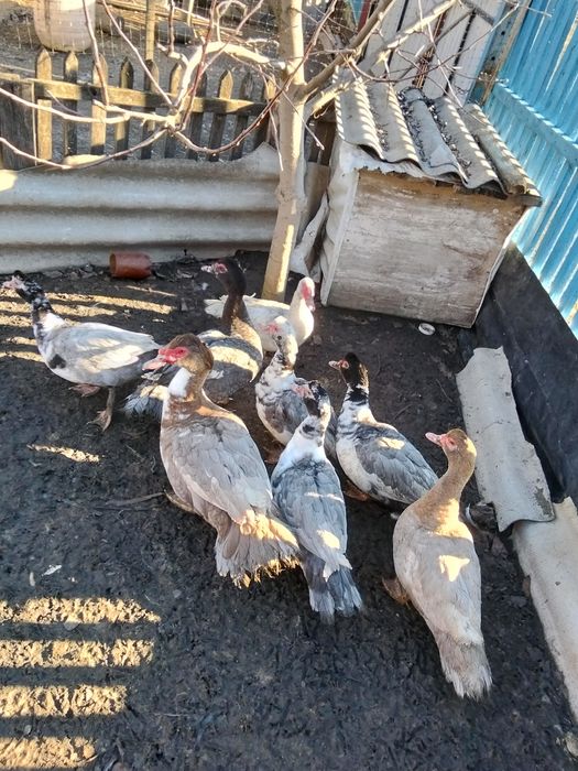 Мускусні качки.(Індоутки)