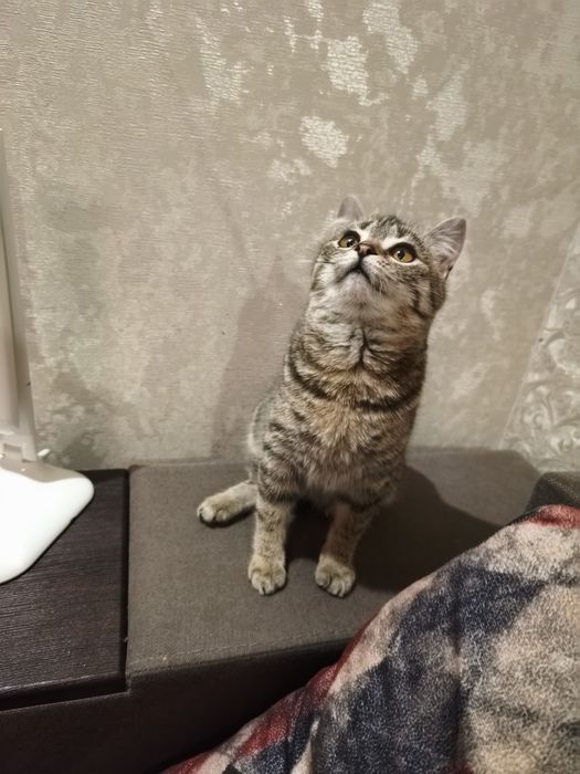 Квасолька шукає дім