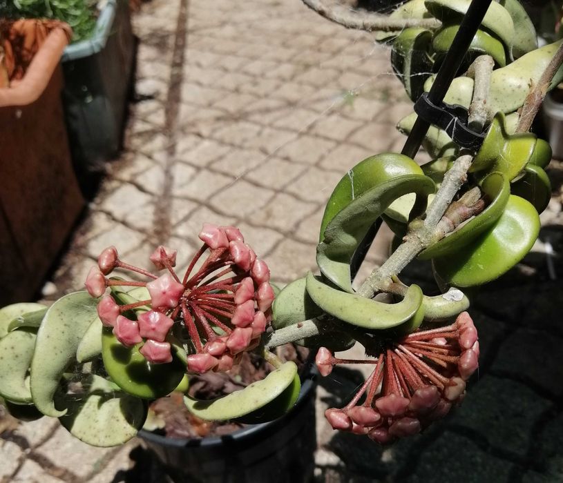 Hoya lilas planta