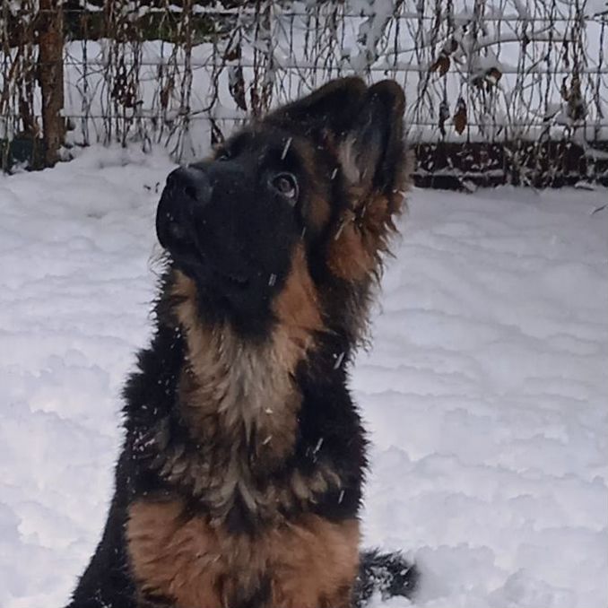 Продам щенка немецкой овчарки