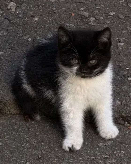 Кошенята шукають люблячу  родину