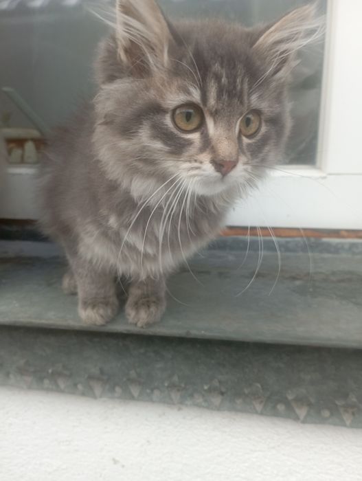 Котик-муркотик  в добрі руки