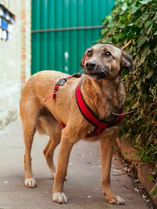 Врятована з зони бойових дій собачка Сімка шукає нову родину!