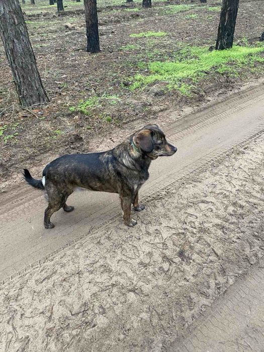 Собаки стерилизованы привиты добрые