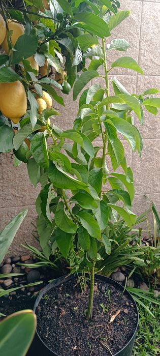 Planta de abacate em vaso.