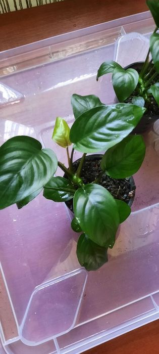 Анубіас Бартера нана, кофефолія