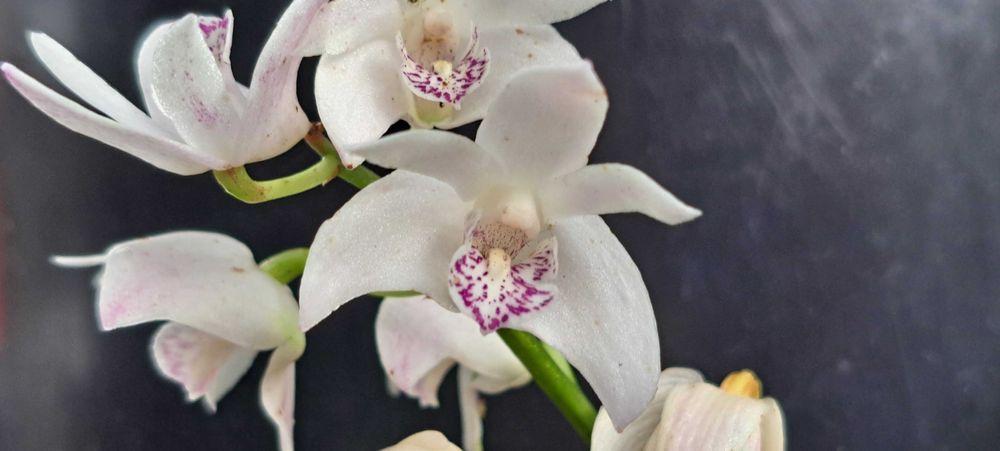 VENDO orquídea Dendrobium kingianum  semi alba