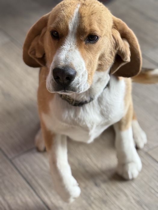 Бігль (бигль) вʼязка (злучка) розведення