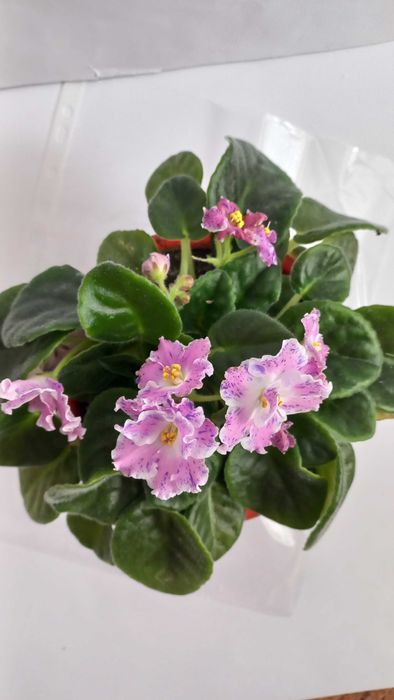 Рожева фіалка кімнатна рослина