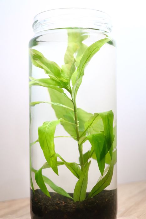 Plantas para aquário - Ludwigia, Hygrophila, Lindernia.