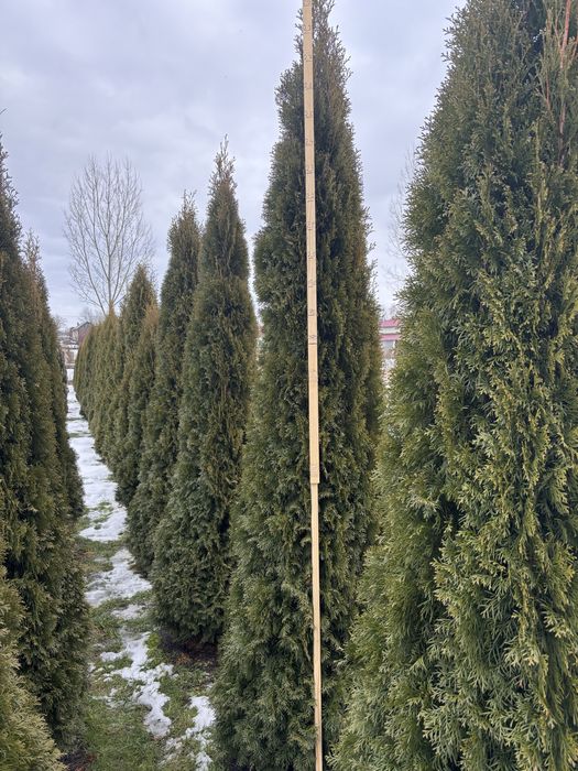 Туя смарагд 250грн