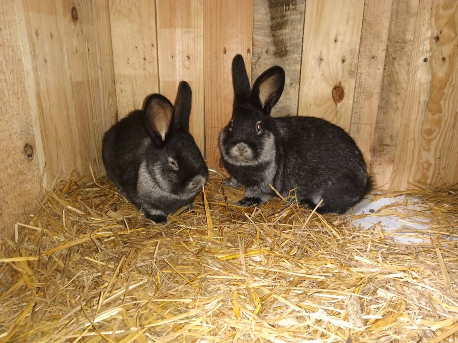 Wjs 7 tyg same samce