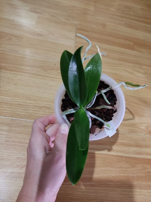 Фаленопсиси Sogo Gotris pelor і звичайна