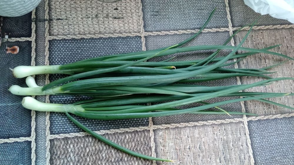 Продам Цибуля перо