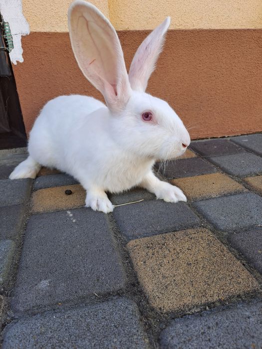 Термонска біла,кролики