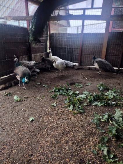 Pawie czarnoskrzydłe i szmaragdy