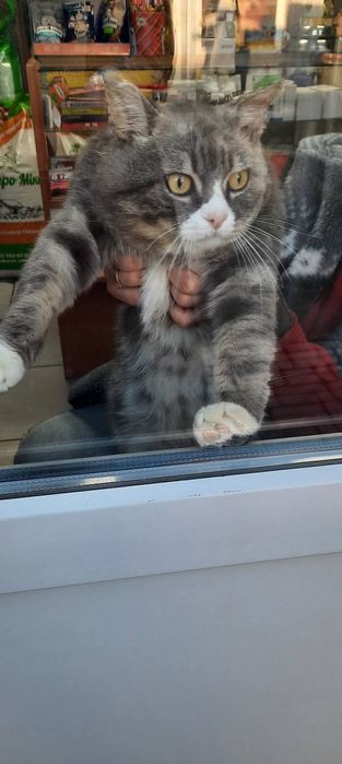 Молодий крупний котик