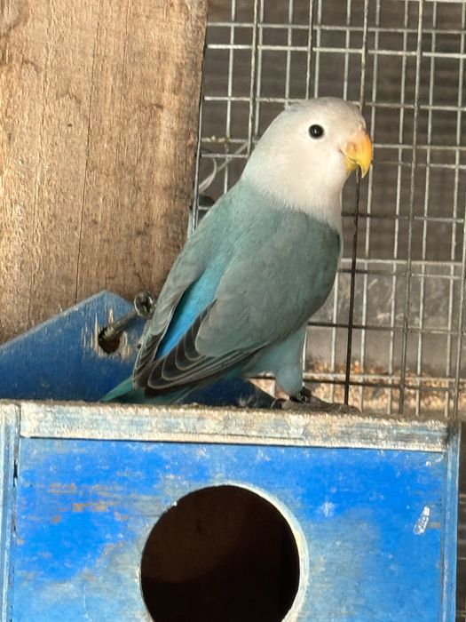 7 aves 3 red rumped 1 Kakariki 3 Agapornis rosicoler.