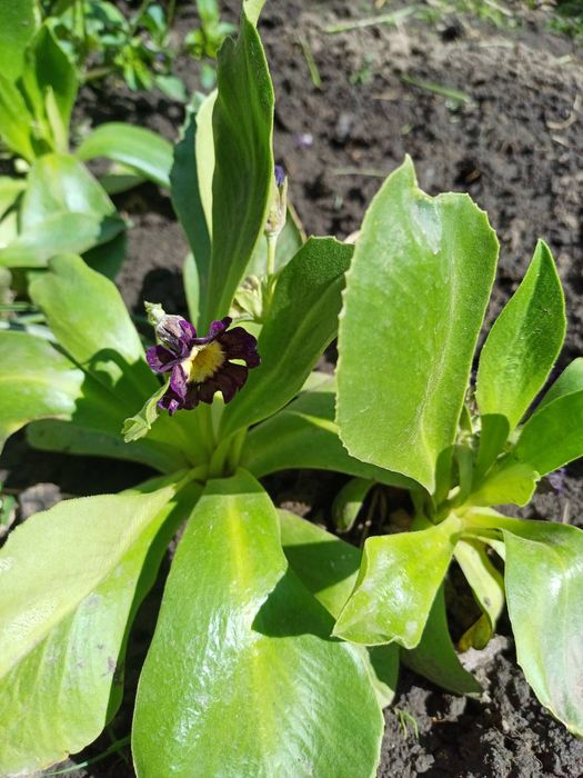 Примула альпійська, Аврикула, примула вушкова