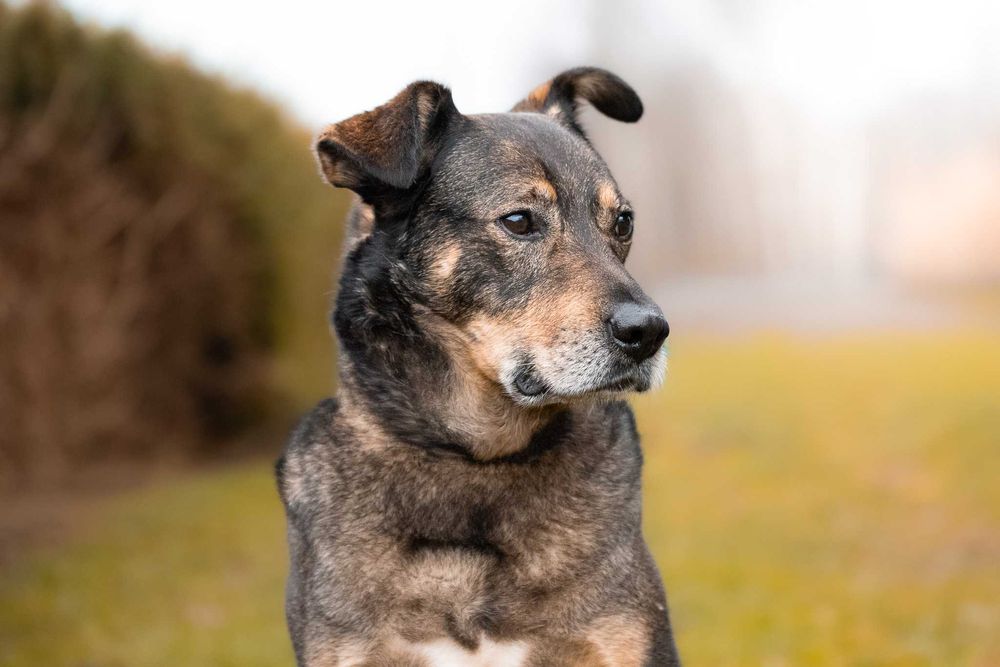 Wspaniały pieszczoch Amor - pies gotowy do adopcji