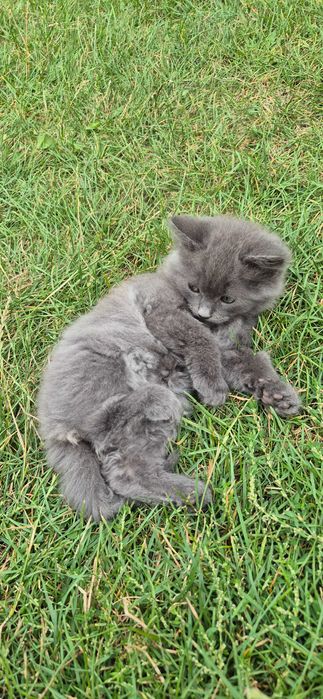 Віддам кошення 2 місяці