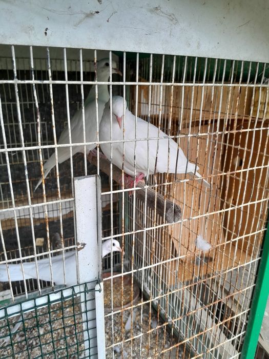 Rolas brancas machos