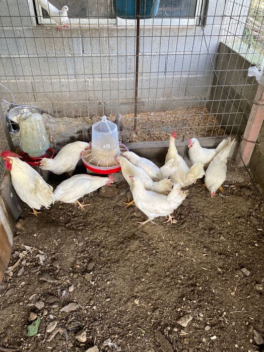 Ovos de Leghorn e Codorniz
