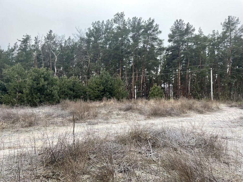 Ділянка біля лісу 10 соток