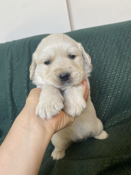 Golden Retriever