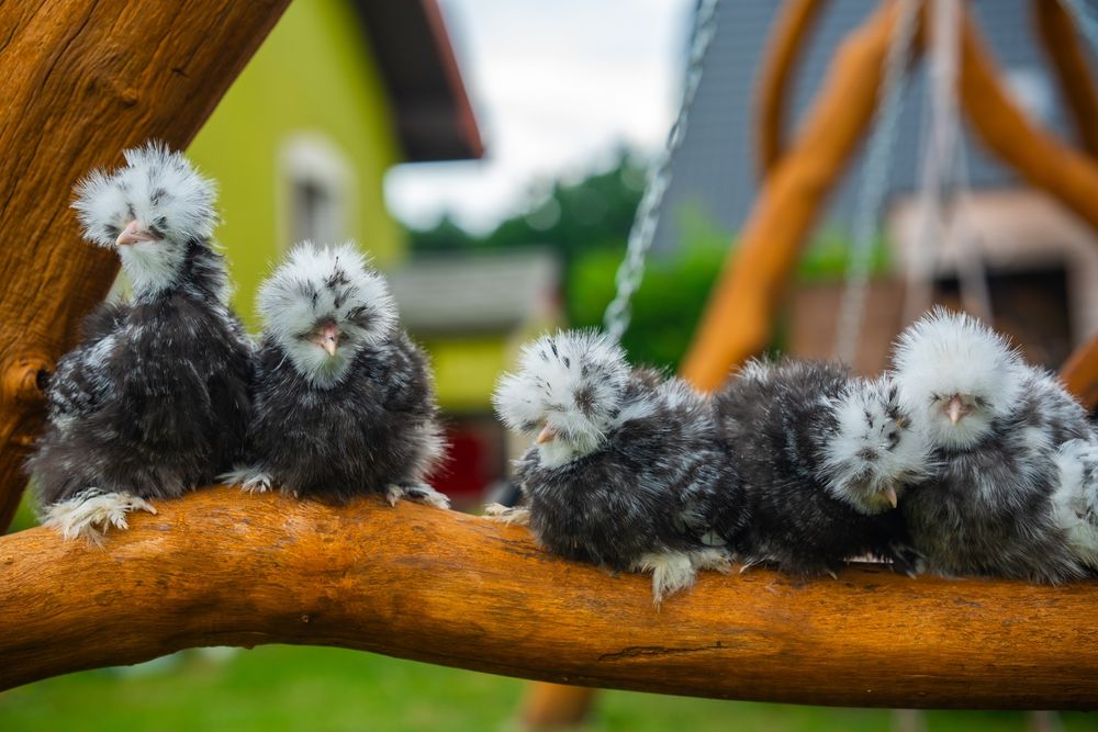 Kurki barwy mottled silka kura jedwabista