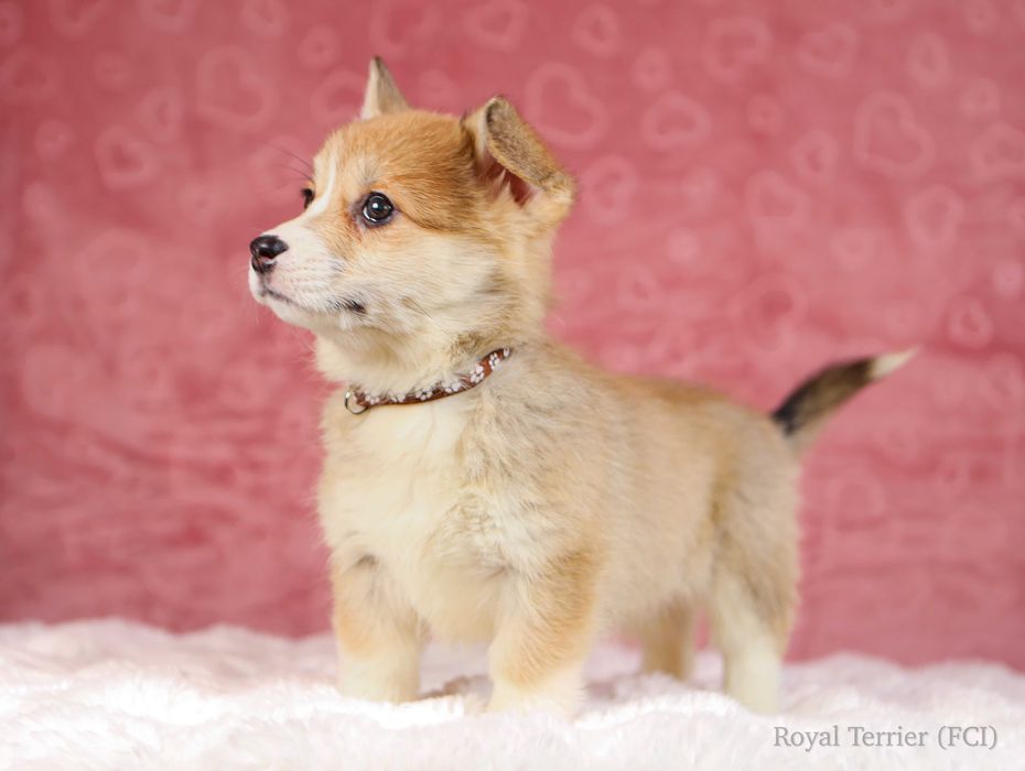 suczka Welsh Corgi Pembroke ZKWP/FCI po championie