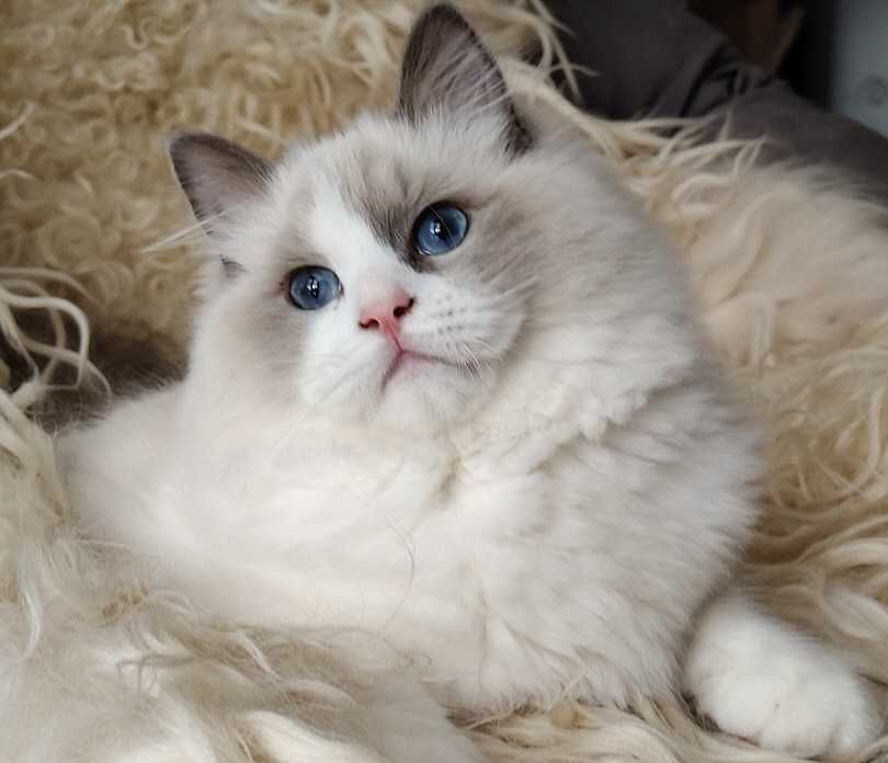 Kocurek ragdoll z rodowodem, już do odbioru