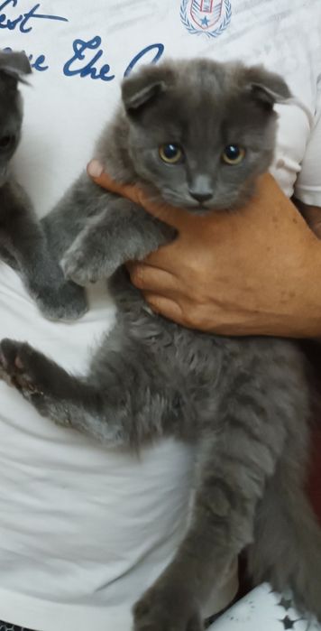 Котят британцы вислоухие