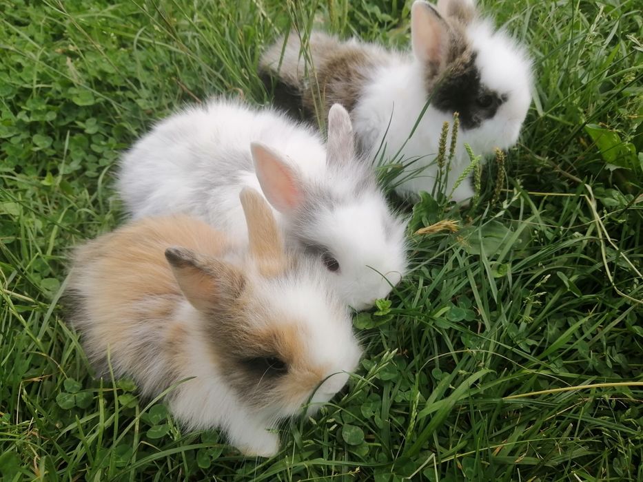 Декоративні кроленята