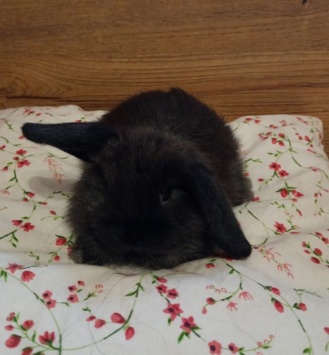 Królik mini lop baranek miniaturka