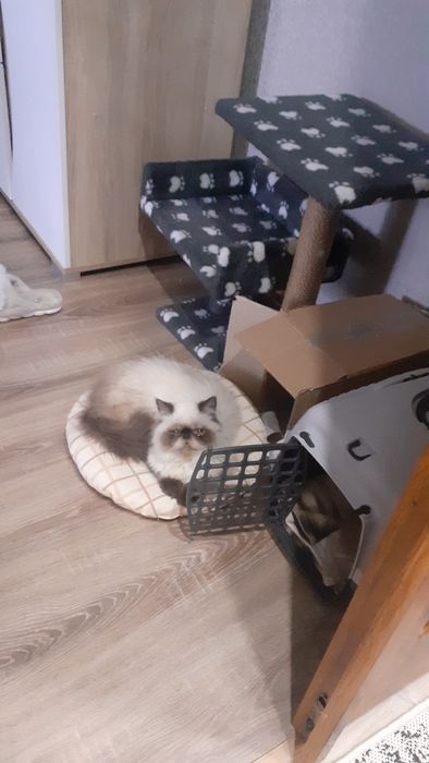 Гімалайський Перс